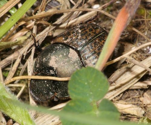 Onthophagus sp.